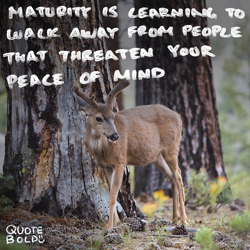 peace mind quotes maturity