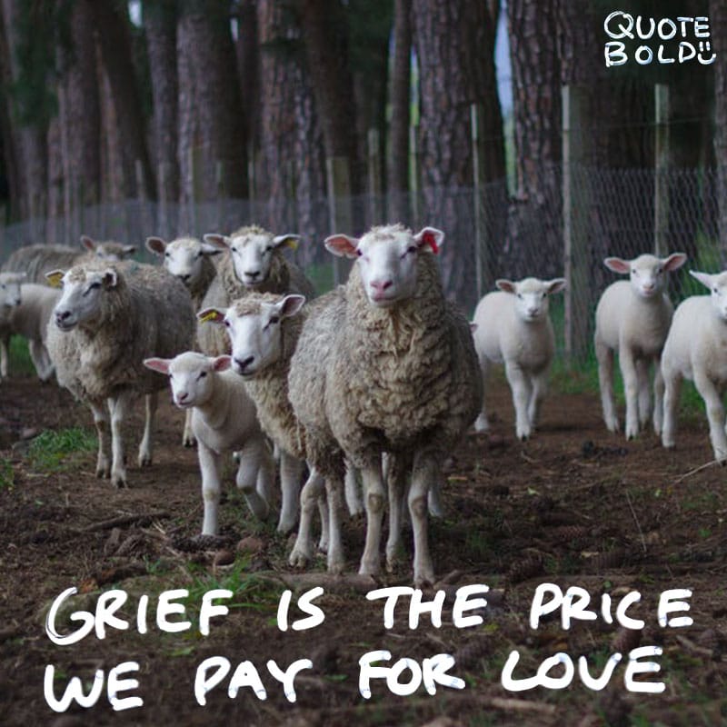 35+ Condolences Quotes [Images, Tips, and FREE eBook] | QuoteBold